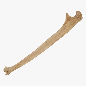 Real Human Ulna Bone 01 RAW SCAN