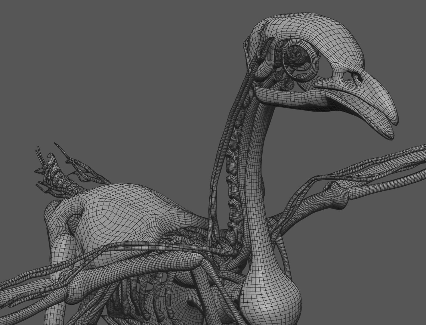 chicken anatomy t-pose 3D https://p.turbosquid.com/ts-thumb/Ui/UOmKIv/MuXLM1HY/wire01/jpg/1599637500/1920x1080/fit_q87/d22fe1da58f7150c082bdacd1c06a4d16019c662/wire01.jpg