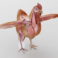 Chicken anatomy in T-pose