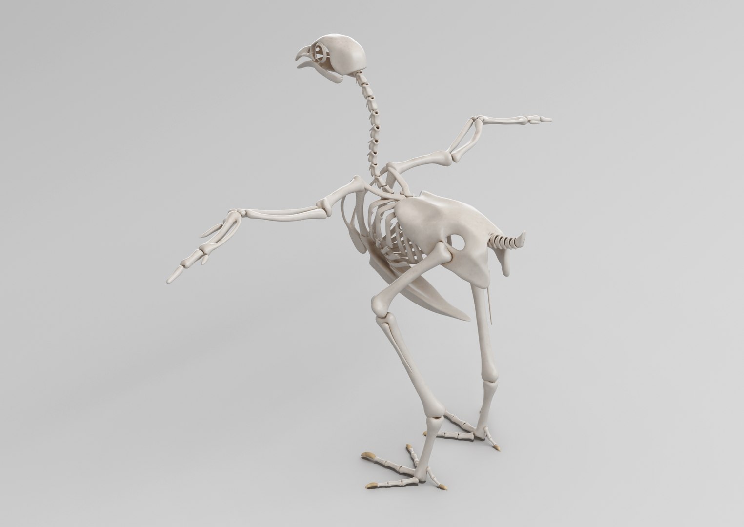 chicken anatomy t-pose 3D https://p.turbosquid.com/ts-thumb/Ui/UOmKIv/tmIXrAOn/untitledproject_01.effectsresult_20200908_15.11.12/png/1599637143/1920x1080/fit_q87/b2ba824efb92bc273717e83e9d2d336a1ff2c089/untitledproject_01.effectsresult_20200908_15.11.12.jpg