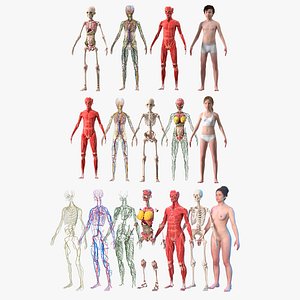 Complete Female with Kids Girl and Boy Anatomy Fur Collection 3D model