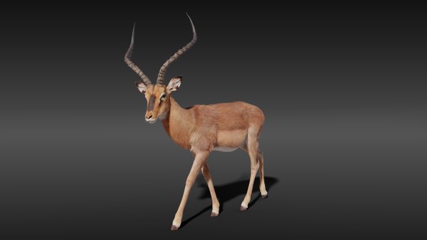 Impala rigging animation 3D - TurboSquid 1660643