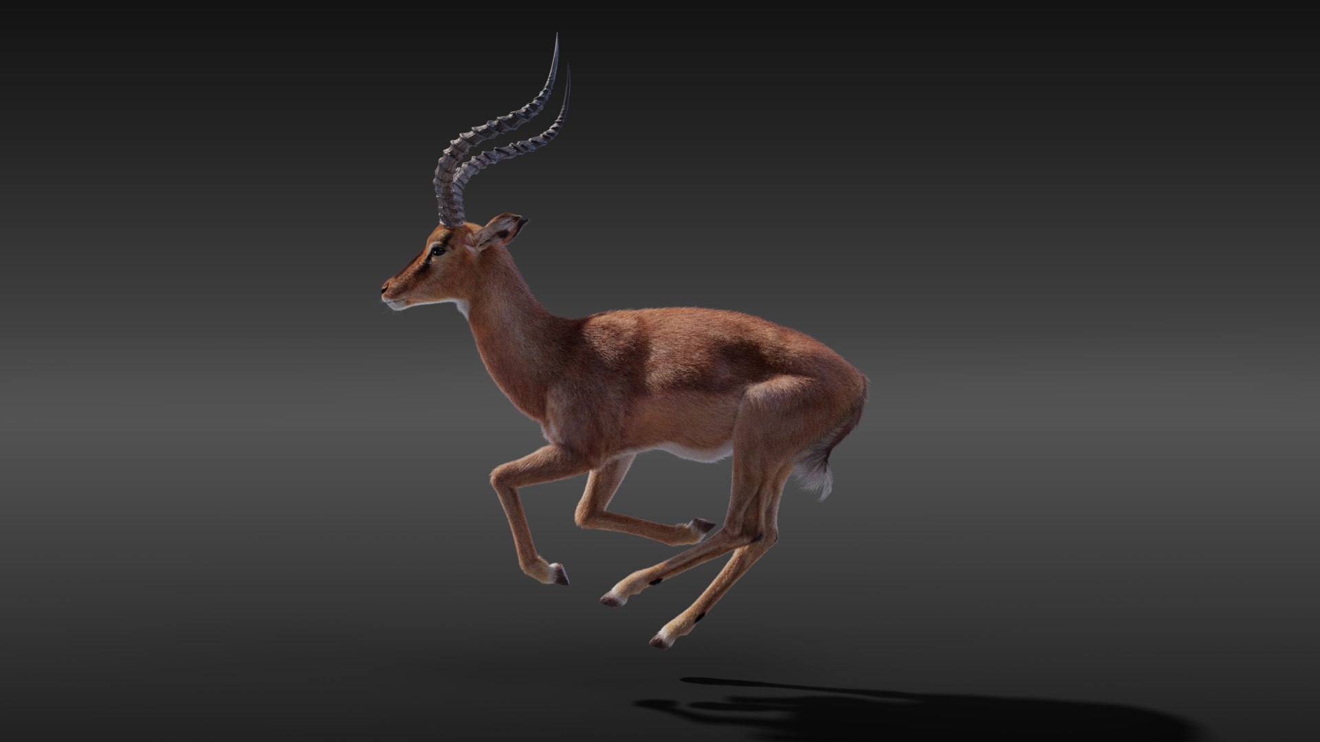 Impala Rigging Animation 3D - TurboSquid 1660643