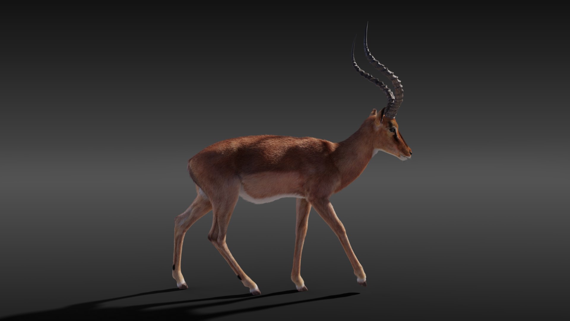 Impala Rigging Animation 3D - TurboSquid 1660643