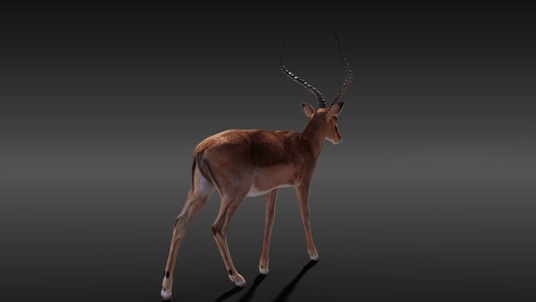 Impala rigging animation 3D - TurboSquid 1660643