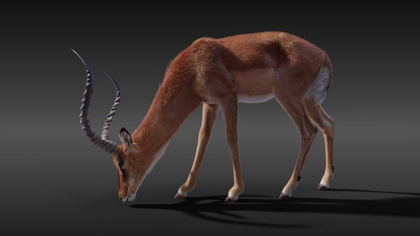 Impala rigging animation 3D - TurboSquid 1660643