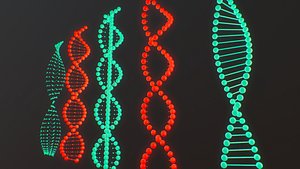 dna types 3D model