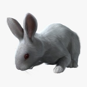 rabbit white rigged fur 3d ma