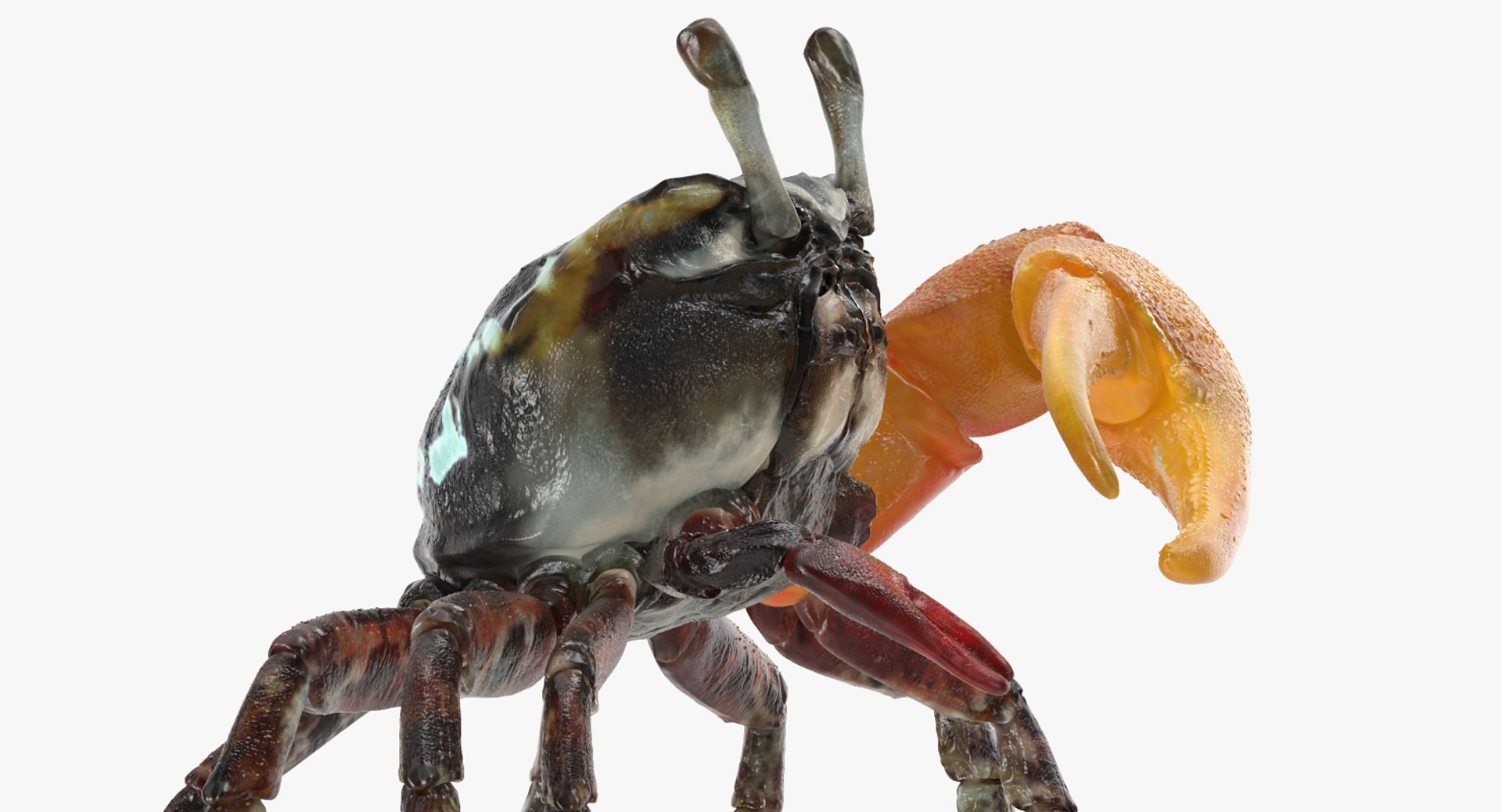 calling crab standing pose 3d model https://p.turbosquid.com/ts-thumb/Ui/uXPaap/7QBZMHT4/callingcrabstandingpose3dmodel007/jpg/1490268954/1920x1080/fit_q87/e9ecf8a403377098253922056539036590550cc9/callingcrabstandingpose3dmodel007.jpg