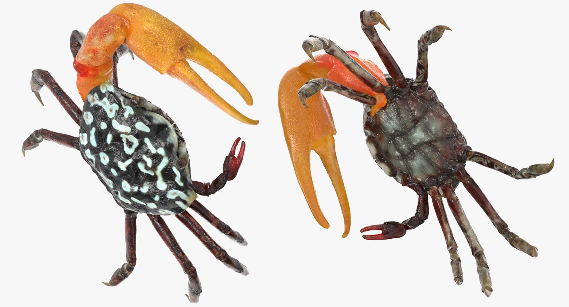 calling crab standing pose 3d model https://p.turbosquid.com/ts-thumb/Ui/uXPaap/F9lV3SUt/callingcrabstandingpose3dmodel011/jpg/1490268954/1920x1080/fit_q87/cb8533d3ef1de5b726c18313b99add8bcdf23803/callingcrabstandingpose3dmodel011.jpg