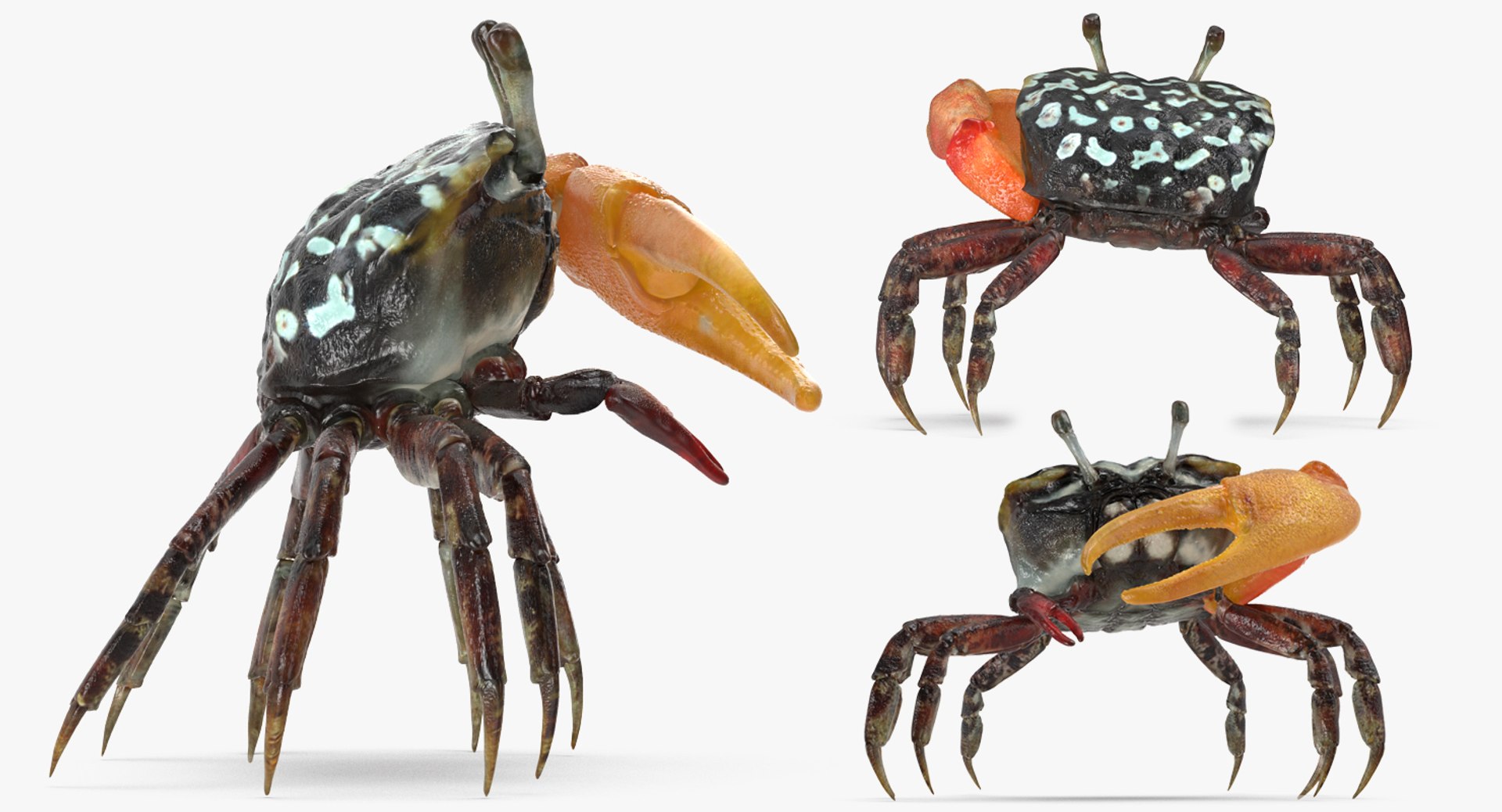calling crab standing pose 3d model https://p.turbosquid.com/ts-thumb/Ui/uXPaap/FnBhbJiE/callingcrabstandingpose3dmodel003/jpg/1490268954/1920x1080/fit_q87/5b5bb384f3701d24c33cef62eab23c1505413295/callingcrabstandingpose3dmodel003.jpg