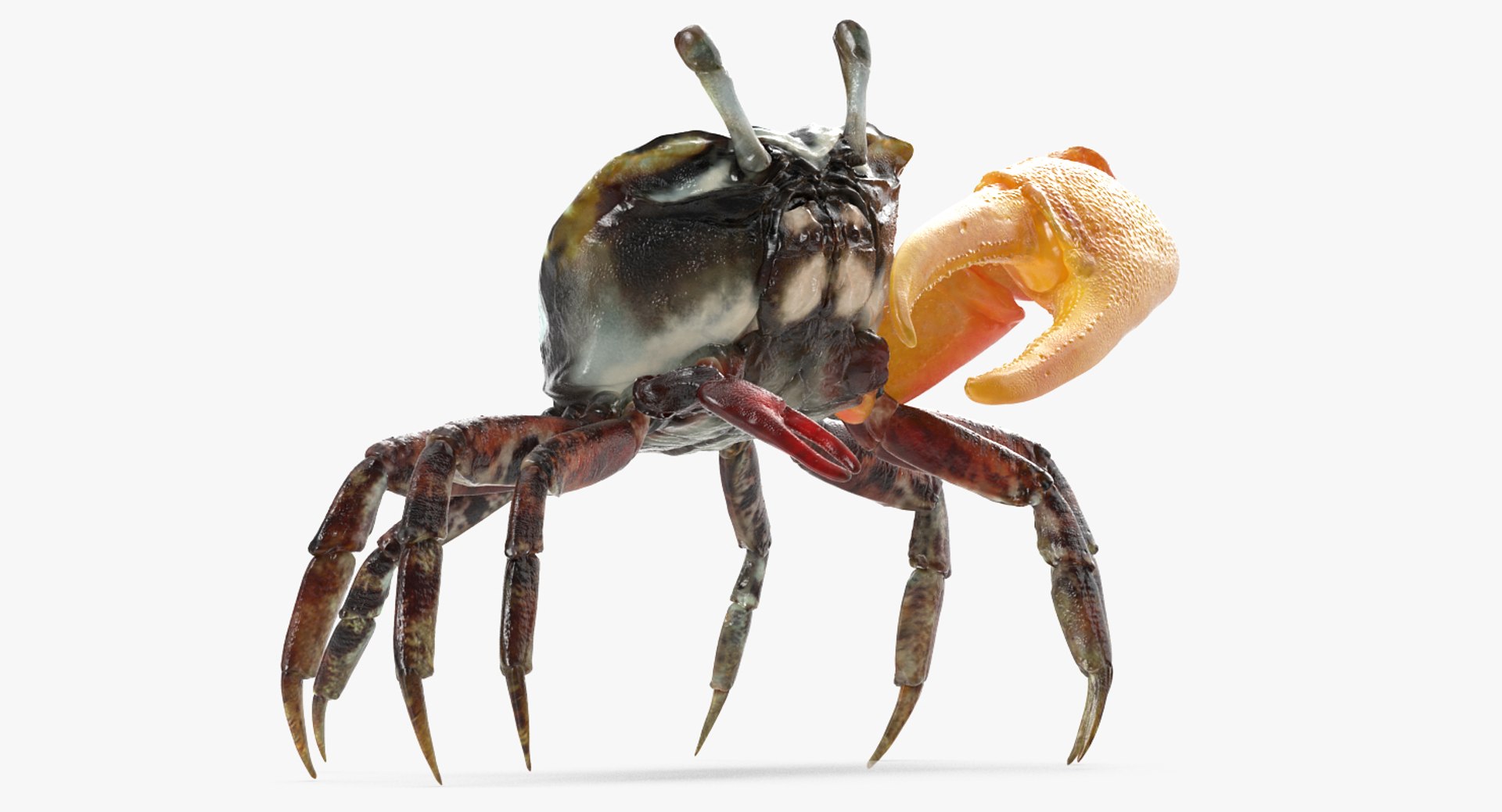 Calling Crab Standing Pose 3D Model 3D model preview