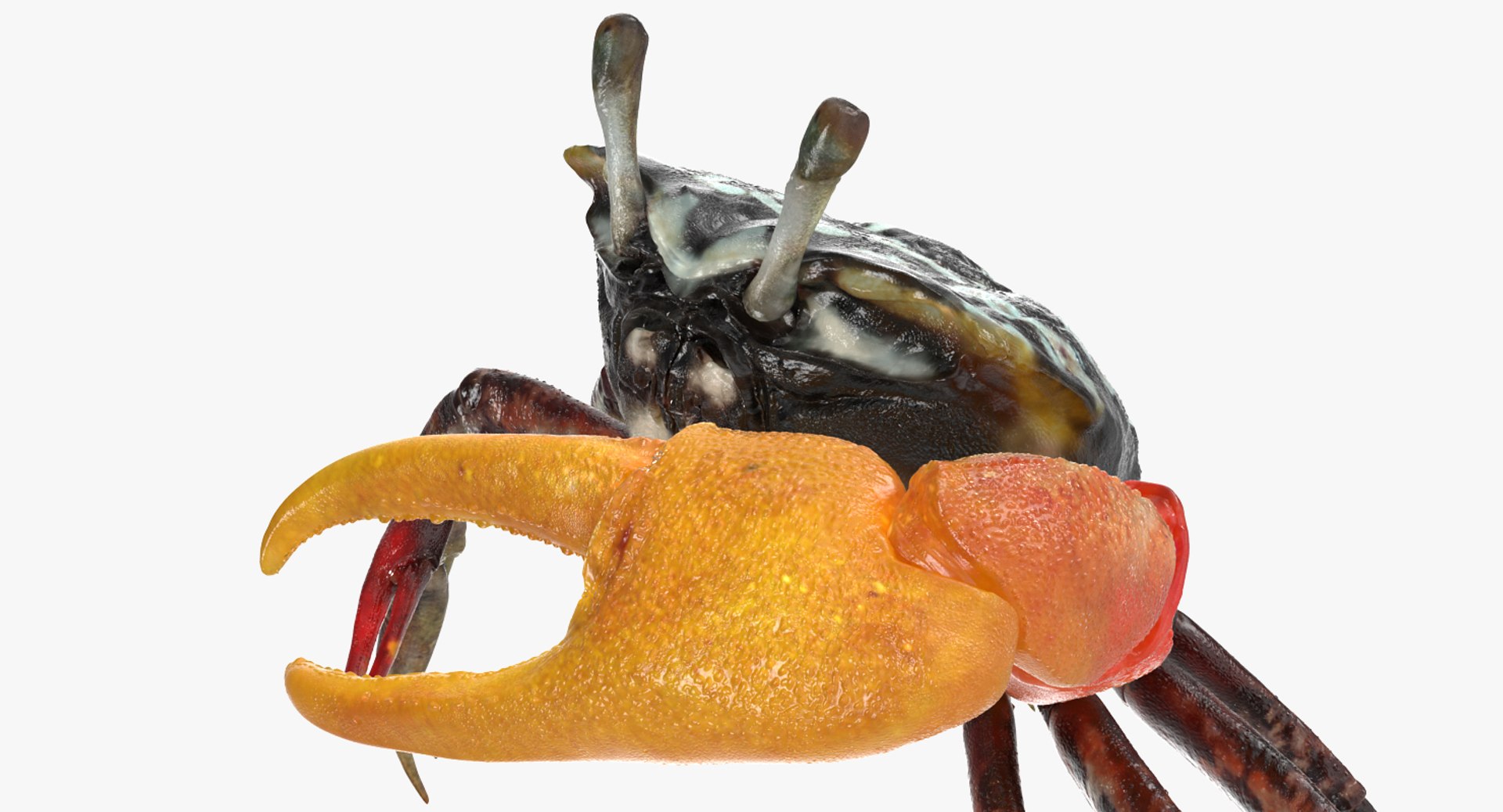 calling crab standing pose 3d model https://p.turbosquid.com/ts-thumb/Ui/uXPaap/jmn5ISch/callingcrabstandingpose3dmodel006/jpg/1490268954/1920x1080/fit_q87/bafbbc87e91ee133b8239d488e5b55480afbeda6/callingcrabstandingpose3dmodel006.jpg