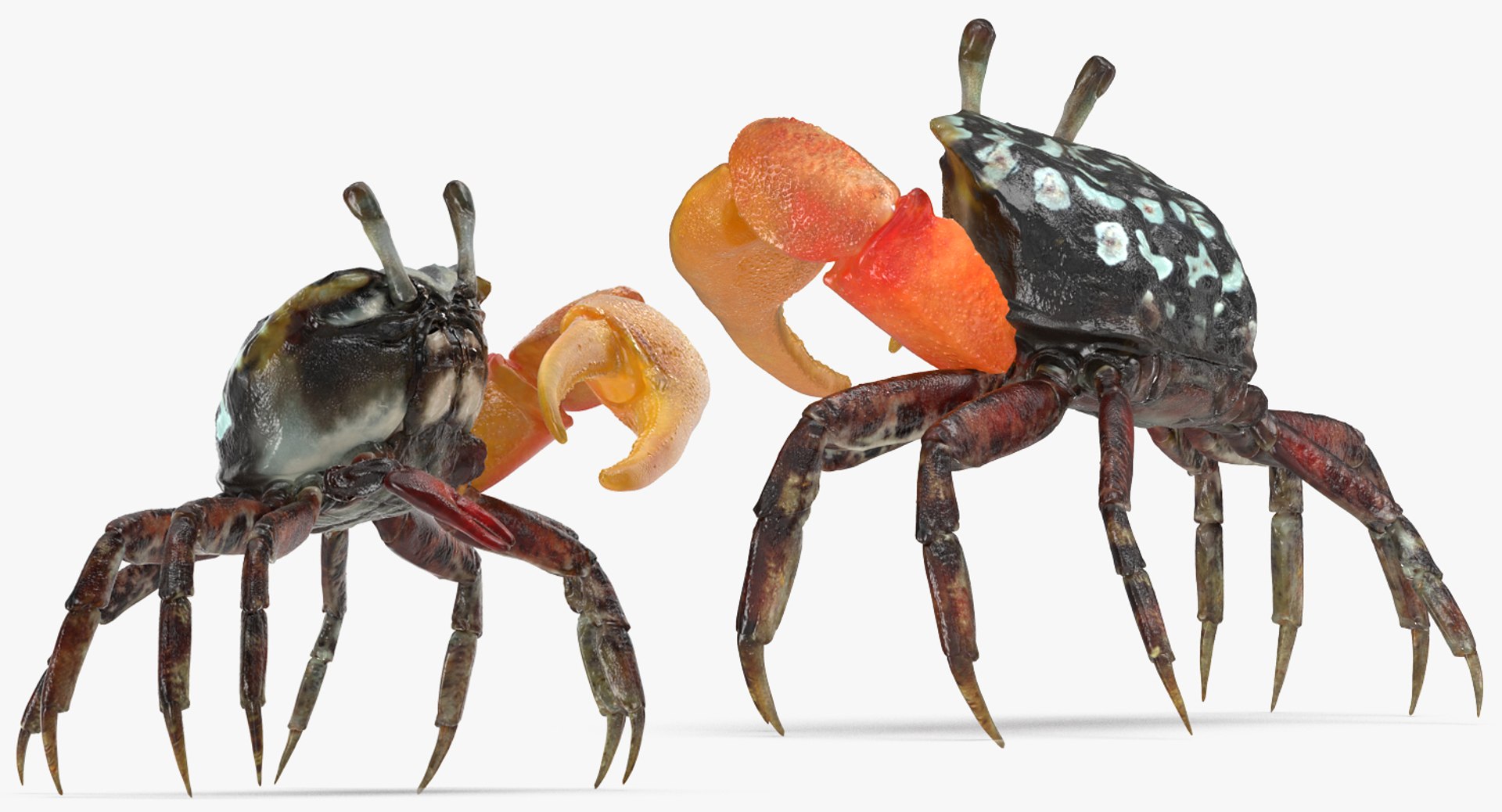 calling crab standing pose 3d model https://p.turbosquid.com/ts-thumb/Ui/uXPaap/tCdyzVIC/callingcrabstandingpose3dmodel005/jpg/1490268954/1920x1080/fit_q87/5daeeb8487b77ead946e0b6a1e2a52921ac6d8a7/callingcrabstandingpose3dmodel005.jpg