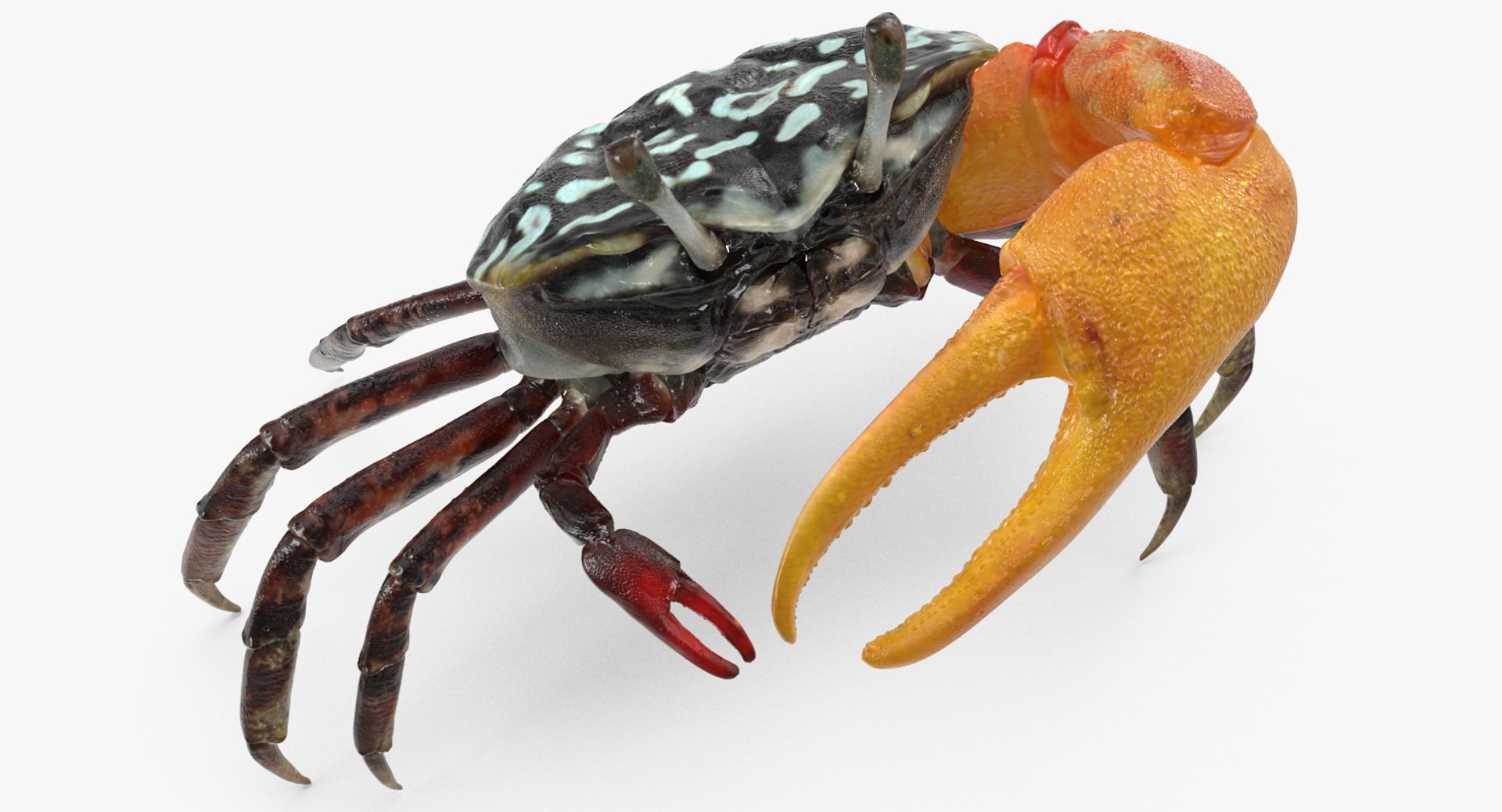 calling crab standing pose 3d model https://p.turbosquid.com/ts-thumb/Ui/uXPaap/vbAWhw9f/callingcrabstandingpose3dmodel002/jpg/1490268954/1920x1080/fit_q87/5fb4972902f445fbb40aabc1cb15a5d3efb913e8/callingcrabstandingpose3dmodel002.jpg
