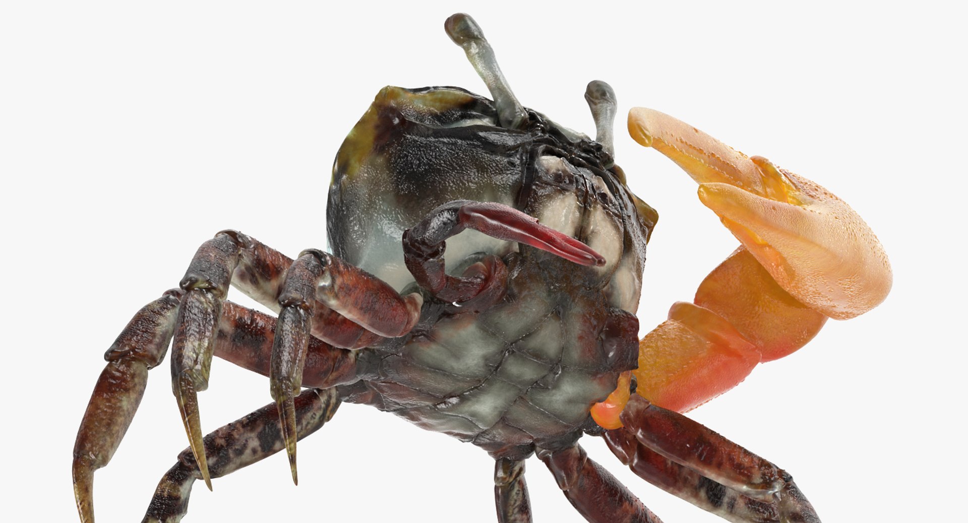 calling crab standing pose 3d model https://p.turbosquid.com/ts-thumb/Ui/uXPaap/w9AwoFhX/callingcrabstandingpose3dmodel008/jpg/1490268954/1920x1080/fit_q87/ce0567ecb3ba03d7634cbf2b36eecd66f5640dde/callingcrabstandingpose3dmodel008.jpg