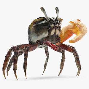 calling crab standing pose 3d model