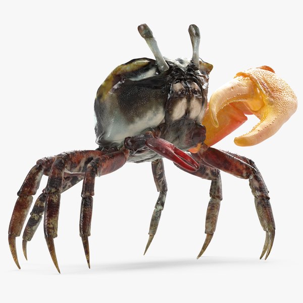 calling crab standing pose 3d model