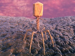3D model virus