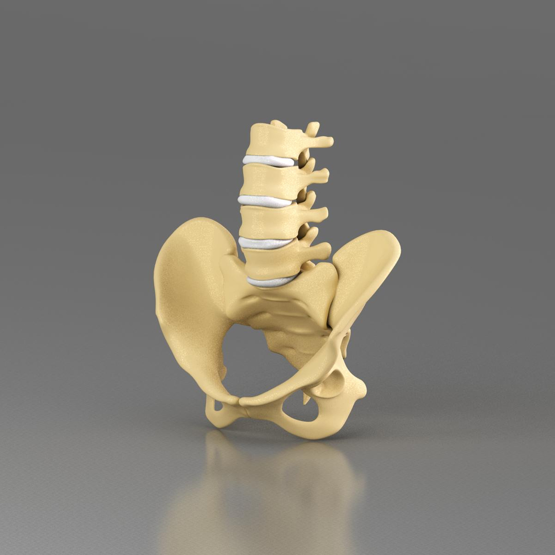 3d model anatomy medical https://p.turbosquid.com/ts-thumb/Uj/342RRn/3752ChHe/pelvis/jpg/1421574296/1920x1080/turn_fit_q99/03f0da66daba75a9f6bfc592acabbee3733a11ac/pelvis-1.jpg