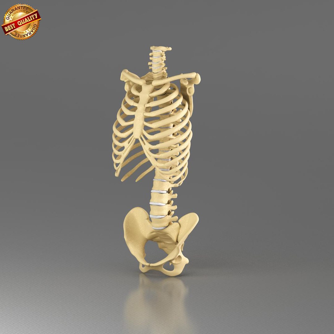 3d model anatomy medical https://p.turbosquid.com/ts-thumb/Uj/342RRn/891sSSbC/vertebrae_view_1/jpg/1421499702/1920x1080/fit_q87/c0c74590968101feffcd0db73bf1d7e9f84c12af/vertebrae_view_1.jpg