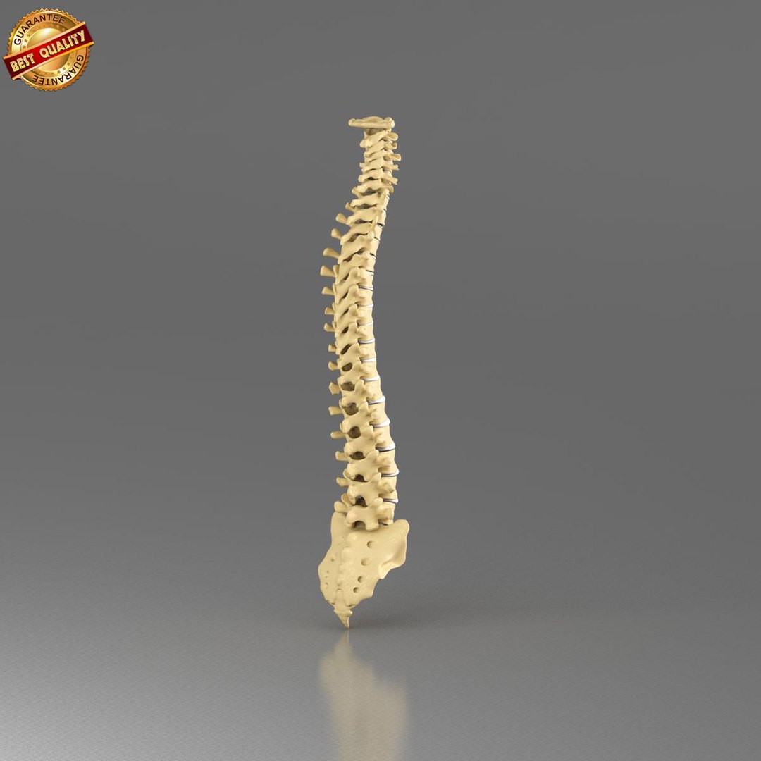 3d model anatomy medical https://p.turbosquid.com/ts-thumb/Uj/342RRn/CPyfwmyk/vertebral_column_view_5/jpg/1421508927/1920x1080/fit_q87/29775792852a005f79a9f3821de9ac42d1b5b2c1/vertebral_column_view_5.jpg
