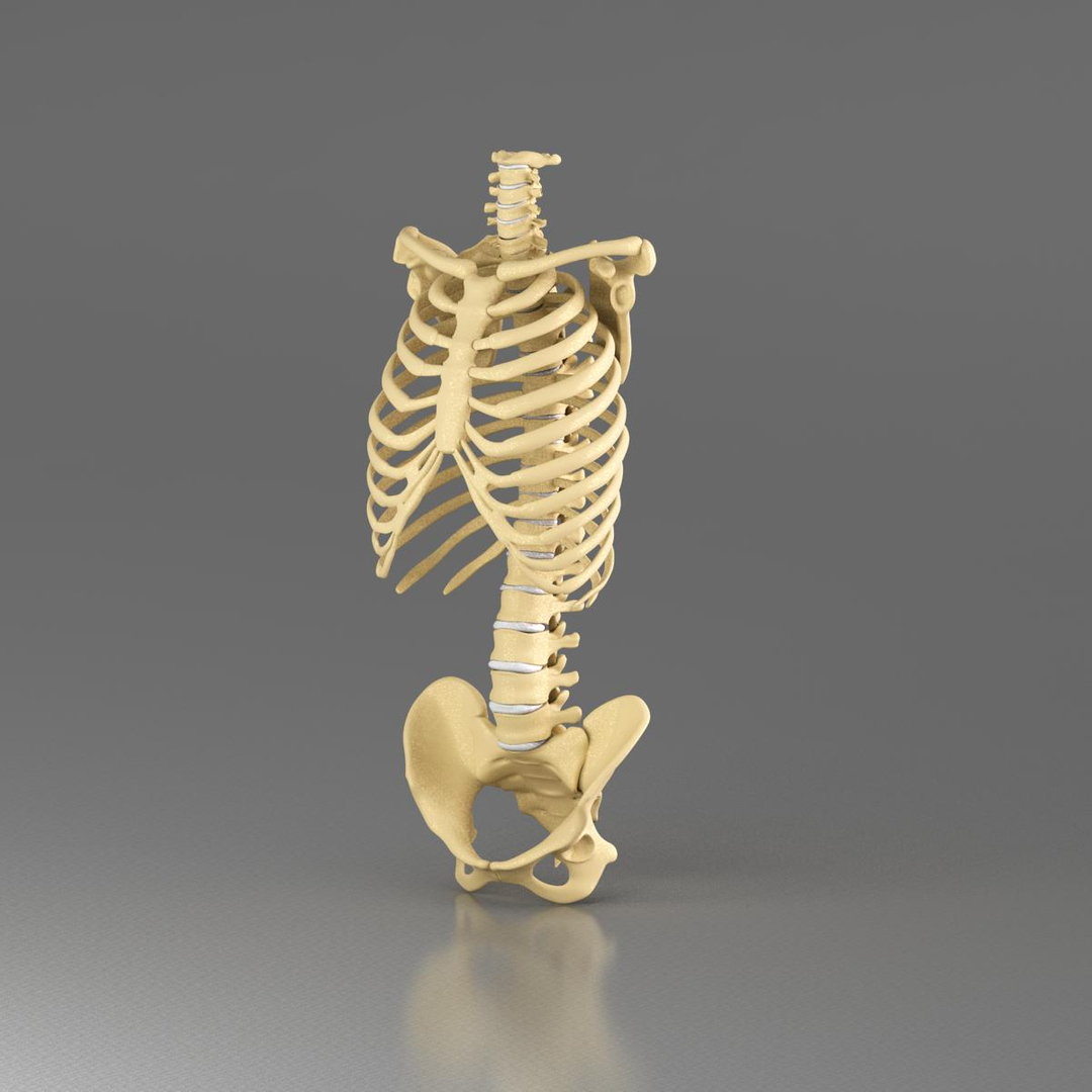 3d model anatomy medical https://p.turbosquid.com/ts-thumb/Uj/342RRn/O9OHVjv1/vertebrae/jpg/1421499807/1920x1080/turn_fit_q99/5b39c96ad31bdcdae3507d97f1a42fd97a49980b/vertebrae-1.jpg