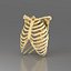 Modello di vertebre
