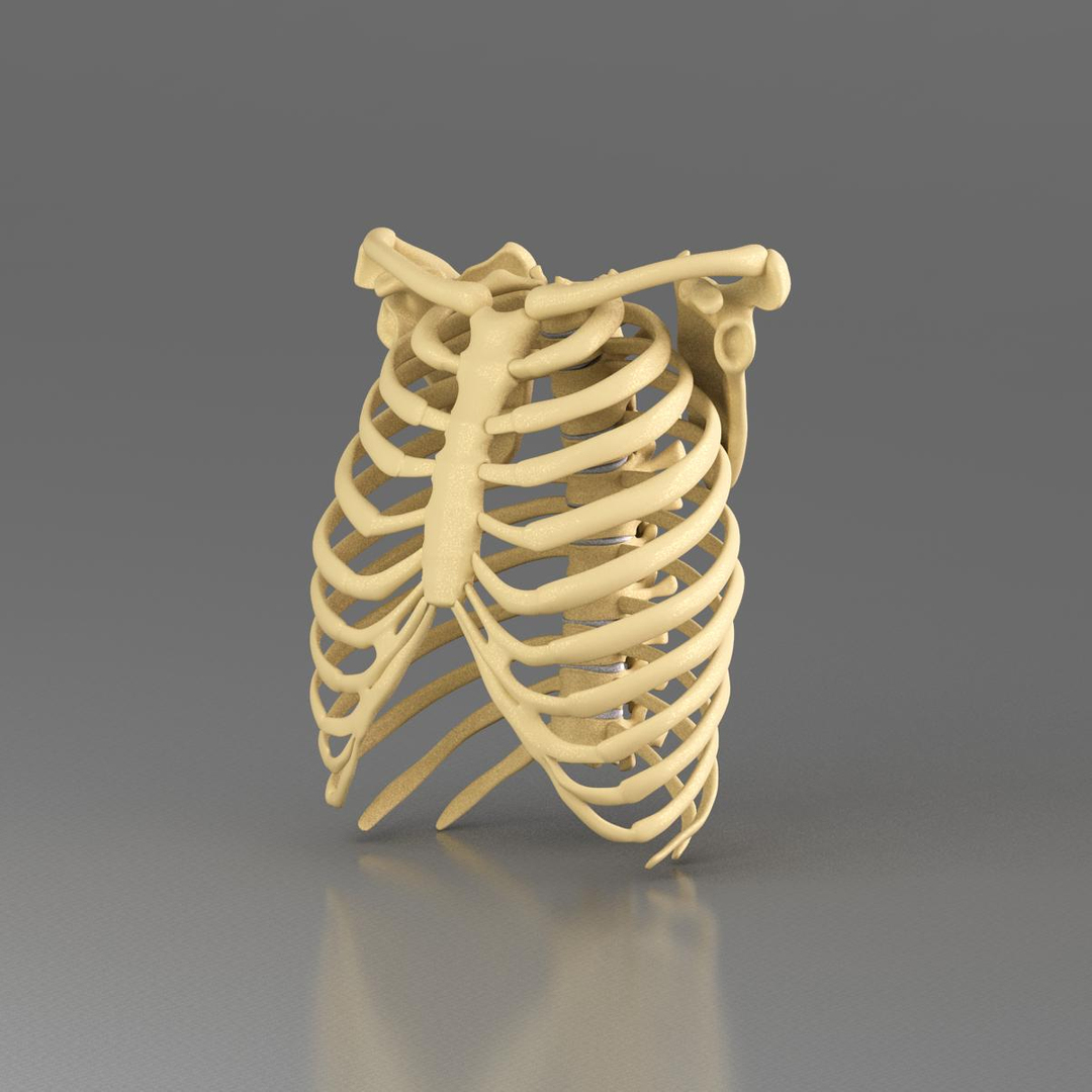 3d model anatomy medical https://p.turbosquid.com/ts-thumb/Uj/342RRn/jd5PgAYo/ribcage/jpg/1421574405/1920x1080/turn_fit_q99/6a5e9eea6cb6ade33088786e3b023e2d6569cae7/ribcage-1.jpg