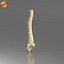 Modello di vertebre