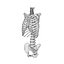 Modello di vertebre