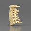 Modello di vertebre