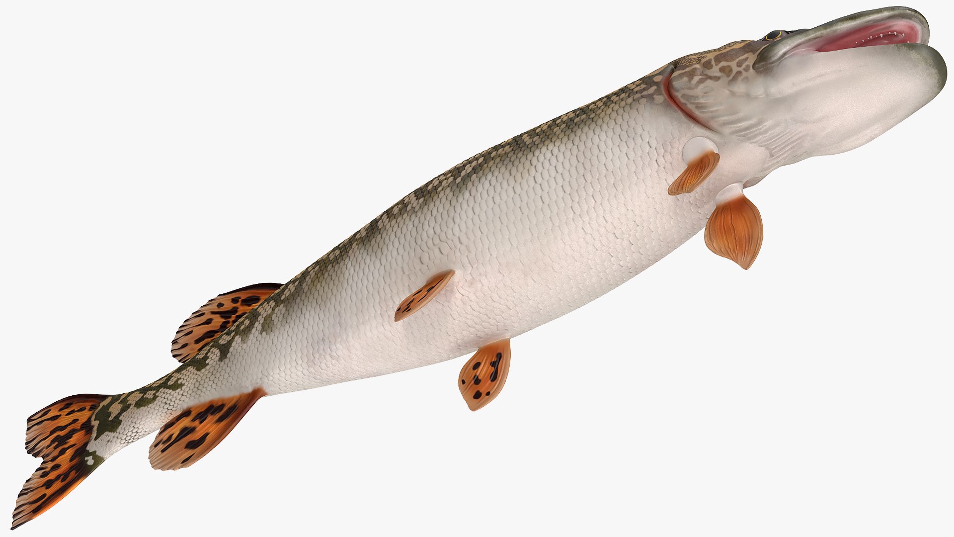 Pike Fish Rigged 3D - TurboSquid 1585356