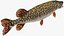 Pike Fish Rigged