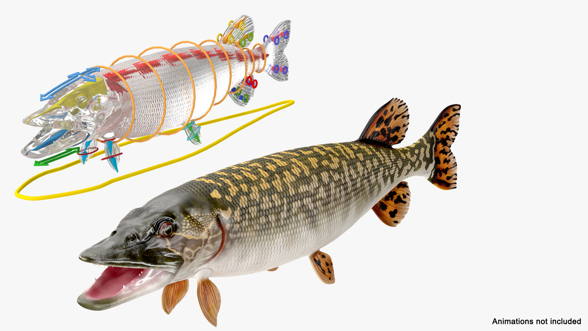 pike fish rigged 3D https://p.turbosquid.com/ts-thumb/Uj/HtRFCB/rGBoBZqV/pike_fish_rigged_362/jpg/1593684565/1920x1080/turn_fit_q99/e0d8b11c17d81a923d08c6a5ad8174e0469fb817/pike_fish_rigged_362-1.jpg