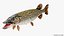 Pike Fish Rigged