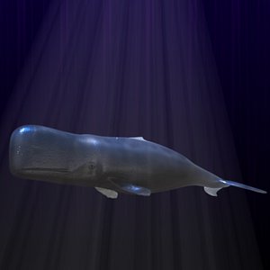 whale2