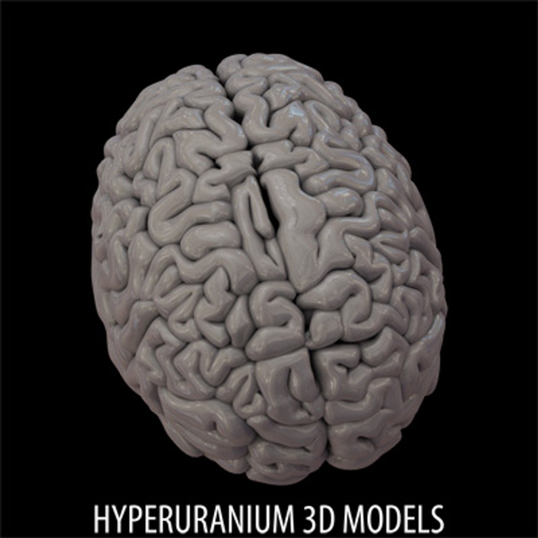  https://p.turbosquid.com/ts-thumb/Uj/WPybGw/WNfreBGZ/brain_05/jpg/1117711262/1920x1080/fit_q87/32273790e957f131b59015862cc7a12bcddb0c35/brain_05.jpg