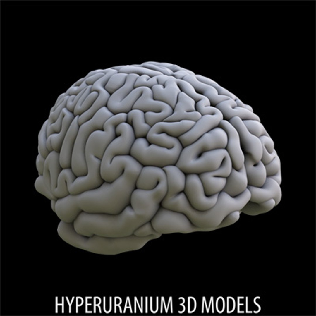  https://p.turbosquid.com/ts-thumb/Uj/WPybGw/hzwO7fCf/brain_02/jpg/1117711255/1920x1080/fit_q87/87476c0aeb1647b4724025f80977fcabc4698489/brain_02.jpg