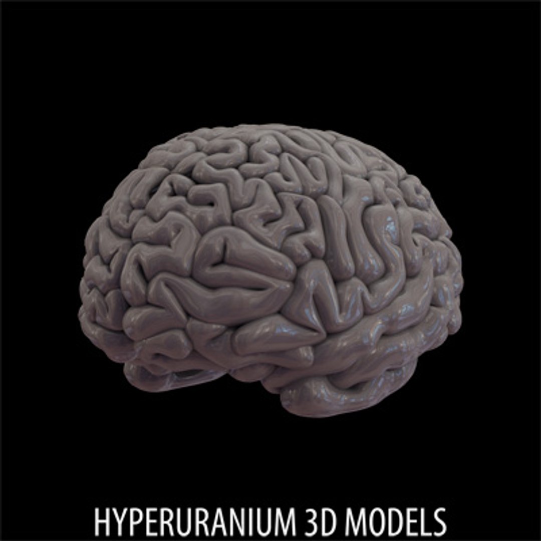  https://p.turbosquid.com/ts-thumb/Uj/WPybGw/jJ17sMSW/brain_06/jpg/1117711264/1920x1080/fit_q87/0063d35356c4e8f527f75fdcf14bc48668d19051/brain_06.jpg