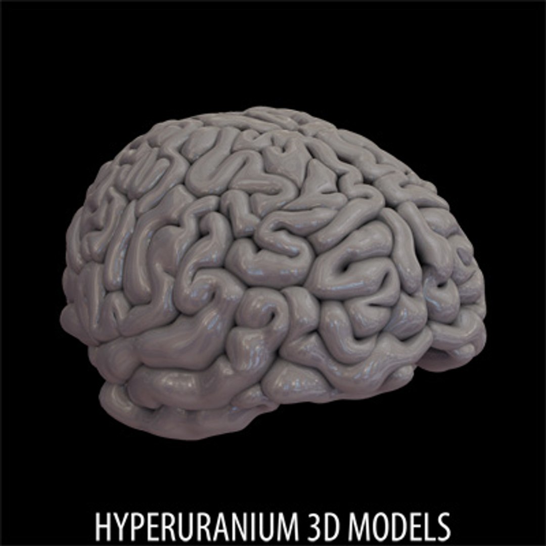  https://p.turbosquid.com/ts-thumb/Uj/WPybGw/xQwZl2vR/brain_04/jpg/1117711260/1920x1080/fit_q87/28d0efd1fd3ece2b8be4dfbfdf00819454851898/brain_04.jpg