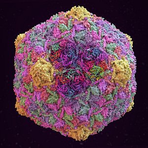 Bacteriophage HK97 virus capsid
