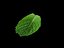 3d mint leaf