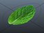 3d mint leaf