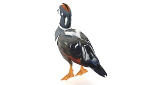 HarlequinDuck HistrionicusHistrionicus SeaDuck Waterfowl Wildlife Birds ArcticWildlife Nature BirdWa