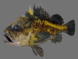 China rockfish