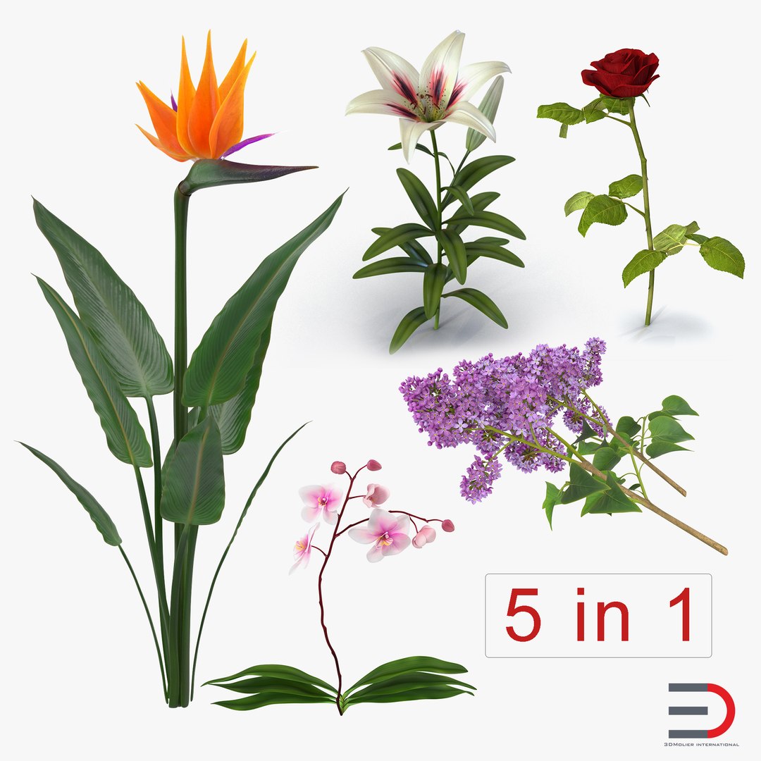 Flowers Collection 3 3D model preview