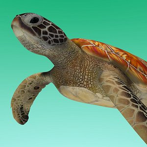 green sea turtle 3d obj