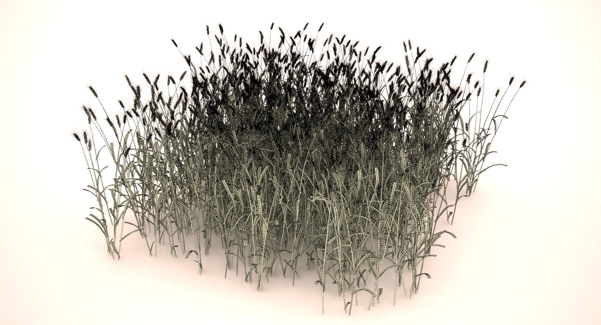 3d durum wheat https://p.turbosquid.com/ts-thumb/Uj/oNCRmZ/4QUp4A1S/durum_wheat_field_042_wireframe/jpg/1458993129/1920x1080/fit_q87/113ac97a90b797d6e5ea14af06a7c29f0ad8b8f6/durum_wheat_field_042_wireframe.jpg