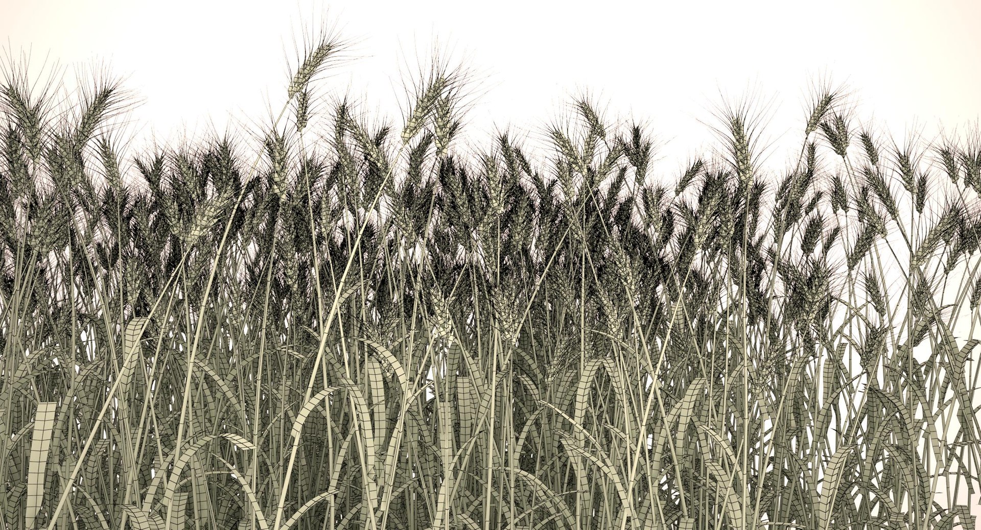 3d durum wheat https://p.turbosquid.com/ts-thumb/Uj/oNCRmZ/4s3mYkUC/durum_wheat_field_012_wireframe/jpg/1458993129/1920x1080/fit_q87/29018e6a49e2537566e87f22009e0a4c8ffaebc7/durum_wheat_field_012_wireframe.jpg